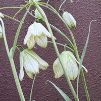 バイモ,バイモ,バイモ,ガーデニング,山野草の画像