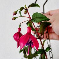 フクシア,窓際,つぶやき,北海道,ありがとうの画像