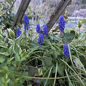 ツルニチニチソウ,ツルニチニチソウ,ムスカリ,モッコウバラ,アイビーの画像