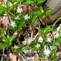 ヒトリシズカ,ヒトリシズカ,公園散歩の画像