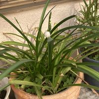 スズラン,ガーデンネックレス横浜2026コンテストの画像