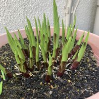 アジサイ,カスミソウ,ギボウシ,シラン,可愛いの画像