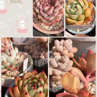 桃太郎,だるま秀麗,ピンクシャンペーン,ルエラ,エケベリア ショコラの画像