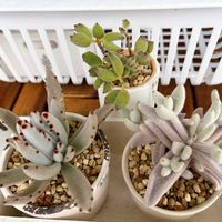 カランコエ,福兎耳,子猫の爪,カランコエ パンダ,パンダの画像