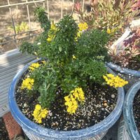 エニシダ,加工なし,植中毒,庭の画像