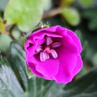 ワイヤープランツ,アケボノフウロ(曙風露),山野草,꒰ღ˘◡˘ற꒱かわゅ~,花のある暮らしの画像