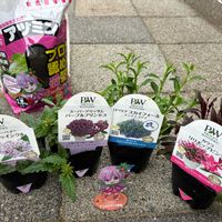 ガウラ,ガウラ リリポップピンク,スーパーアリッサム,スーパーべナ アイストゥインクル,スーパーアリッサム　パープルプリンセスの画像