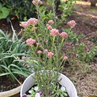 ツルニチニチソウ,アイビー,ビオラ,ネモフィラスノーストーム,ライスフラワーの画像