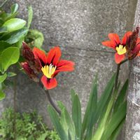 観葉植物,花のある暮らし,南国の花,in鹿児島,ハーブ女子の画像