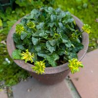 リュウキンカ,姫リュウキンカ,かわいい,山野草,かわいいな♡の画像