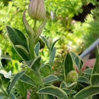 シレネ,シレネ・ユニフローラ,シレネ ナッキーホワイト,ハイビスカス  デニムブルー,つぼみ好きの画像