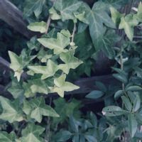 アイビー,へデラ,セイヨウキヅタ (西洋木蔦）,生命力が強い,グランドカバーの画像