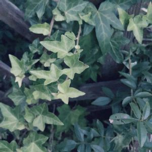 アイビー,へデラ,セイヨウキヅタ (西洋木蔦）,生命力が強い,グランドカバーの画像