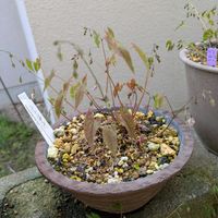 イカリソウ,イカリソウ(碇草),かわいい,山野草,かわいいな♡の画像