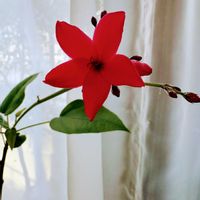 ヘデラ,サツキ,アイビー（ヘデラ）,アイビー（ヘデラ）,コルジリネ パープルコンパクタの画像