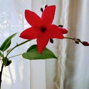 ヘデラ,サツキ,アイビー（ヘデラ）,アイビー（ヘデラ）,コルジリネ パープルコンパクタの画像