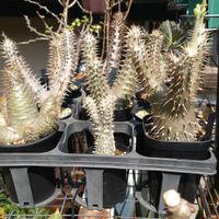 パキポディウム・グラキリス,パキポディウム・デンシフローラムの画像