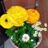 ガーベラ,ノースポール,ラナンキュラス,ラナンキュラス,水菜の画像