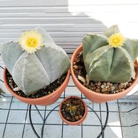 ランポー,ランポー,アストロフィツ厶,アストロフィツ厶,多肉植物の画像