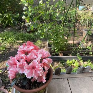 チューリップ,チューリップ,サツキ,スナップエンドウ,ほうれん草の画像