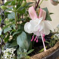 スイートアリッサム ,フクシア エンジェルスイヤリング,ハンギングバスケット,薄桃色,庭の画像