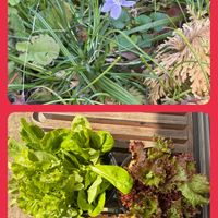 キンギョソウ,キンギョソウ,コキア,コキア,マリーゴールドの画像