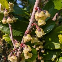 ヒサカキ,スギの雄花,散歩の画像