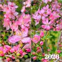 ユスラウメ,ゆすらうめ,ユスラウメの赤い実,ガーデニング,マイガーデンの画像