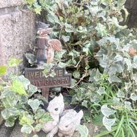 ブラキカム,アイビー,アイビー（ヘデラ）,ブラキカム ブラスコ,今日のお花の画像