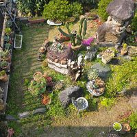 花のある暮らし,放置栽培,チーム愛知,おうち園芸,チーム宮崎の画像