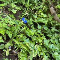 ツユクサ,アイビー,露草 つゆくさ,へデラ,生命力が強いの画像