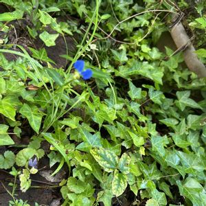 ツユクサ,アイビー,露草 つゆくさ,へデラ,生命力が強いの画像