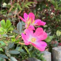 クリスマスローズ,アイビー（ヘデラ）,バレリーナ,キンギョソウ・トゥイニー,アリアケスミレの画像