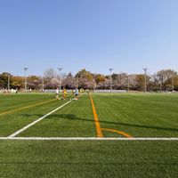 タンポポ,お散歩写真,白菜の花,鶴舞公園,しなれんぎょう (支那連翹)の画像