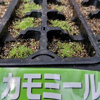 ハーブ,ネコ好き,種まき,アロマ,ハーブのある暮らしの画像