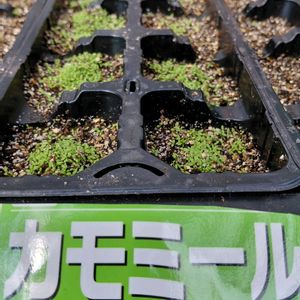 ハーブ,ネコ好き,種まき,アロマ,ハーブのある暮らしの画像