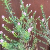 ライスフラワーの画像