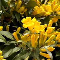 ジャスミンの画像