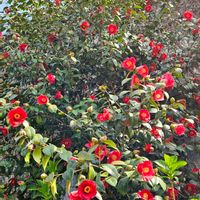 グミ,ヤブツバキ,クサイチゴ,樒(シキミ),筍、ワラビ、土筆、アサリ、ニナ貝の画像