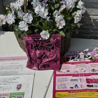 ネメシア,ビオラ,植物のある暮らし,PR,ami's gardenの画像