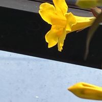 オキザリス,福寿草,カロナイナ ジャスミン,カーポート.,カーポートの外の画像