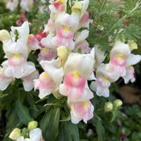 お花,小さな花壇,花のある暮らし,植物のある暮らし,ありがとう♡の画像