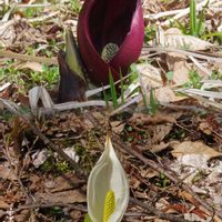 水芭蕉,座禅草,大町市宮の森自然園,お出かけ先の画像
