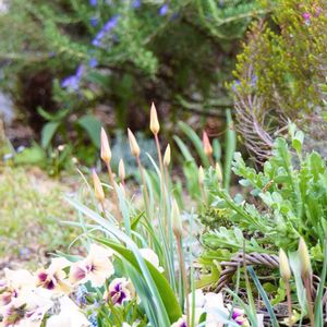 ハーブ,ガーデニング,無農薬,グラス女子(*ˊᵕˋ*)੭ ੈ,小さな庭の画像