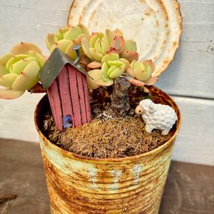 多肉植物,多肉箱庭,ＤIY好きの画像