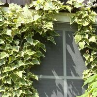 ヘデラ,アイビー,斑入り葉っぱ,今日の１枚,今日のお花の画像