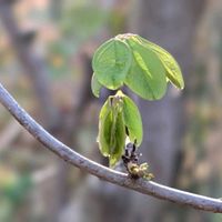 アケビ,サクラ,スギナ,ハナズオウ,枝垂れ桜の画像