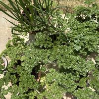 パセリ,こねぎの画像