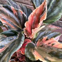 ペペロミア,観葉植物,植え替え,お迎えの画像