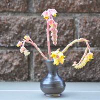 多肉植物,花芽,一輪挿し,ベランダの画像